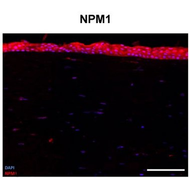 Anti-NPM1 (AB2) antibody produced in rabbit IgG fraction of antiserum