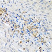 Anti-GNB2 Antibody, clone 6U9B3, Rabbit Monoclonal