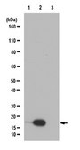 Anti-acetyl Histone H3 (Lys9) Antibody, Trial Size from rabbit, purified by affinity chromatography