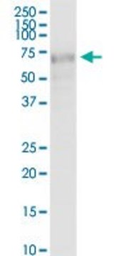 Anti-CBX4 antibody produced in mouse purified immunoglobulin, buffered aqueous solution