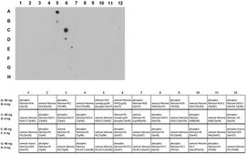Anti-acetyl-phospho Histone H1.4/H3 (Lys26/Lys9, Ser27/Ser10) Antibody from rabbit, purified by affinity chromatography