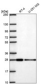 Anti-CHMP3 antibody produced in rabbit Prestige Antibodies® Powered by Atlas Antibodies, affinity isolated antibody