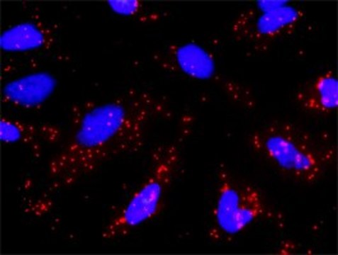 Monoclonal Anti-GRIN2B antibody produced in mouse clone 2G5, purified immunoglobulin, buffered aqueous solution