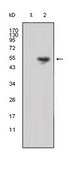 Anti-LCN1 Antibody, clone 10B10 ascites fluid, clone 10B10, from mouse
