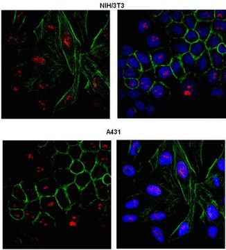 Anti-PRDM12 Antibody from rabbit, purified by affinity chromatography