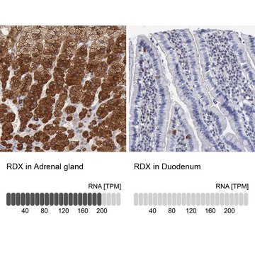 Anti-RDX antibody produced in rabbit Prestige Antibodies&#174; Powered by Atlas Antibodies, affinity isolated antibody, buffered aqueous glycerol solution