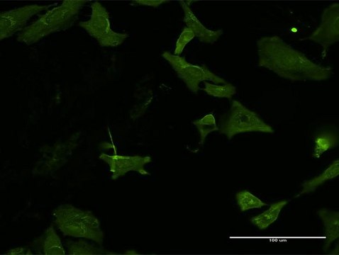 Monoclonal Anti-HKDC1 antibody produced in mouse clone 4E8, purified immunoglobulin, buffered aqueous solution