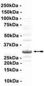UbcH3 Protein, active, 10 µg Active, full length, recombinant human UbcH3. N-terminal HA, 6His-tagged. For use in Enzyme Assays. Functions as an E2 enzyme in ubiquitination assays.