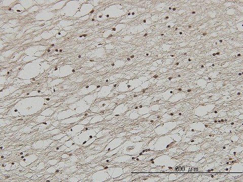 Monoclonal Anti-FOXC2 antibody produced in mouse clone 2H3, purified immunoglobulin, buffered aqueous solution