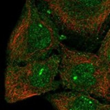 Anti-CPEB3 antibody produced in rabbit Prestige Antibodies&#174; Powered by Atlas Antibodies, affinity isolated antibody, buffered aqueous glycerol solution