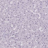 Anti-GP6 antibody produced in rabbit Prestige Antibodies® Powered by Atlas Antibodies, affinity isolated antibody, buffered aqueous glycerol solution