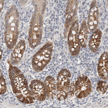 Anti-HCN3 antibody produced in rabbit Prestige Antibodies&#174; Powered by Atlas Antibodies, affinity isolated antibody, buffered aqueous glycerol solution