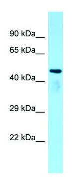 Anti-Atat1 antibody produced in rabbit affinity isolated antibody