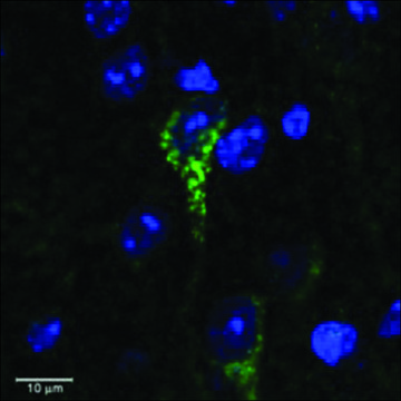 Anti-CRHR1/CRF-R (AA 107-117) antibody produced in goat affinity isolated antibody, buffered aqueous solution