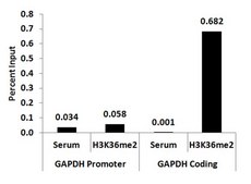 ChIPAb+ Dimethyl-Histone H3 (Lys36) - ChIP Validated Antibody and Primer Set serum, from rabbit