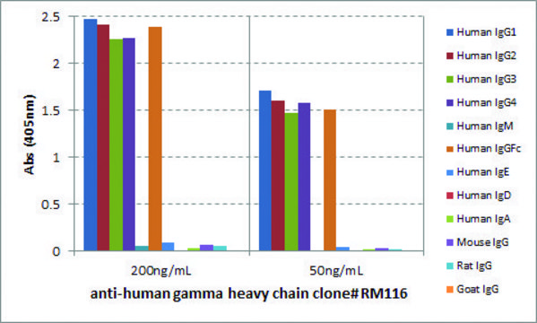 Anti-Human Gamma Heavy Chain-Biotin antibody, Rabbit monoclonal recombinant, expressed in HEK 293 cells, clone RM116, purified immunoglobulin