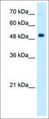 Anti-ISGF3G antibody produced in rabbit affinity isolated antibody