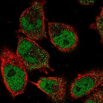 Anti-GDNF antibody produced in rabbit Prestige Antibodies&#174; Powered by Atlas Antibodies, affinity isolated antibody