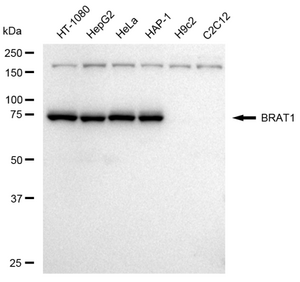 Anti BRAT1 Antibody, clone 23GB4355, Rabbit Monoclonal clone 23GB4355, recombinant rabbit monoclonal, expressed in HEK293 cells