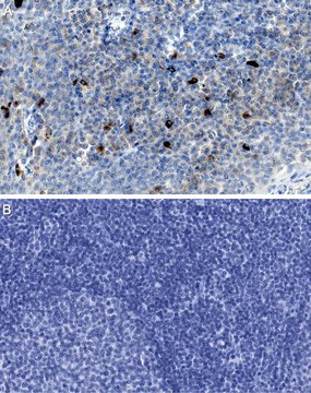 Anti-IL-22 Antibody, clone 9F2.2.4