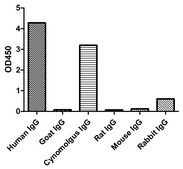 Alpaca Anti-Human IgG(Fcγ) single domain Antibody recombinant Alpaca(VHH) Nano antibody