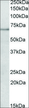 Anti-PAPD5 antibody produced in goat affinity isolated antibody, buffered aqueous solution