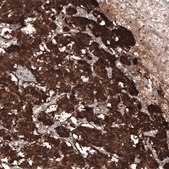 Monoclonal Anti-CHGB antibody produced in mouse Prestige Antibodies® Powered by Atlas Antibodies, clone CL11393, purified antibody (Protein A)