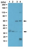 Anti-IGPR-1 Antibody 1 mg/mL, from rabbit