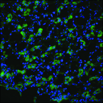 Anti-AQP1 antibody produced in rabbit 1&#160;mg/mL, affinity isolated antibody