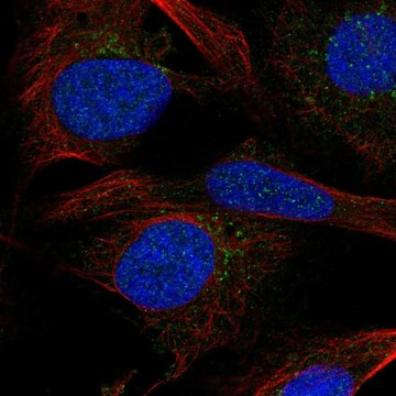 Anti-Sgms2 Antibody Produced In Rabbit Prestige Antibodies&#174; Powered by Atlas Antibodies, affinity isolated antibody, buffered aqueous glycerol solution