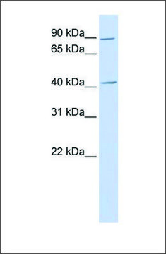 Anti-USP18 antibody produced in rabbit affinity isolated antibody