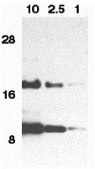 Anti-Eotaxin antibody produced in rabbit purified antibody (DEAE)