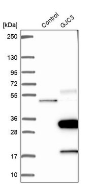 Anti-GJC3 antibody produced in rabbit Prestige Antibodies&#174; Powered by Atlas Antibodies, affinity isolated antibody, buffered aqueous glycerol solution