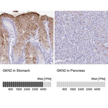 Anti-GKN2 antibody produced in rabbit Prestige Antibodies&#174; Powered by Atlas Antibodies, affinity isolated antibody, buffered aqueous glycerol solution