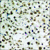 Anti-phospho-SAPK/JNK (pTyr185) antibody produced in rabbit affinity isolated antibody