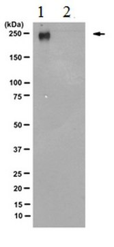 抗RNA聚合酶II亚基B1（磷酸化CTD Ser-5）抗体，克隆3E8 culture supernatant, clone 3E8, from rat