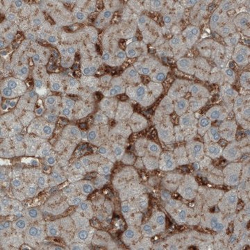 Monoclonal Anti-ITIH4 antibody produced in mouse Prestige Antibodies&#174; Powered by Atlas Antibodies, clone CL1858, purified immunoglobulin, buffered aqueous glycerol solution