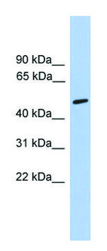 Anti-CHRNA5 antibody produced in rabbit affinity isolated antibody