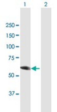 Anti-DPYSL3 antibody produced in mouse purified immunoglobulin, buffered aqueous solution