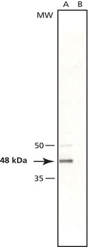 Anti-&#947;-Tubulin (QG-17) antibody produced in rabbit affinity isolated antibody, buffered aqueous solution