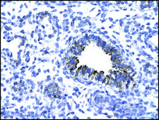 Anti-KIF5A antibody produced in rabbit affinity isolated antibody