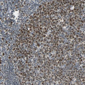 Anti-HLX antibody produced in rabbit Prestige Antibodies&#174; Powered by Atlas Antibodies, affinity isolated antibody, buffered aqueous glycerol solution