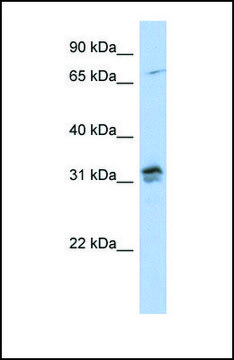 Anti-H1FOO, (N-terminal) antibody produced in rabbit affinity isolated antibody