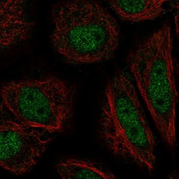 Anti-ZFY antibody produced in rabbit Prestige Antibodies&#174; Powered by Atlas Antibodies, affinity isolated antibody