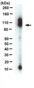 Anti-APP-C99 Antibody, clone mC99(70&#8211;80) ascites fluid, clone mC99(70-80), from mouse