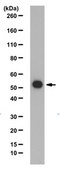 Anti-EED Antibody from rabbit
