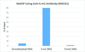 Anti-5-Methylcytosine antibody, Rabbit monoclonal recombinant, expressed in HEK 293 cells, clone RM231, purified immunoglobulin