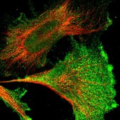 抗-FAM129B 兔抗 Prestige Antibodies® Powered by Atlas Antibodies, affinity isolated antibody, buffered aqueous glycerol solution, Ab1