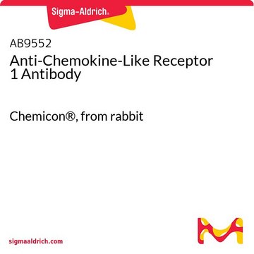 Anti-Chemokine-Like Receptor 1 Antibody Chemicon&#174;, from rabbit