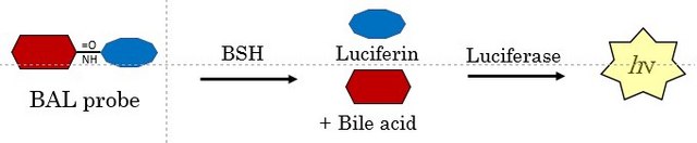 BioTracker BSH Activity Bioluminescent Probe